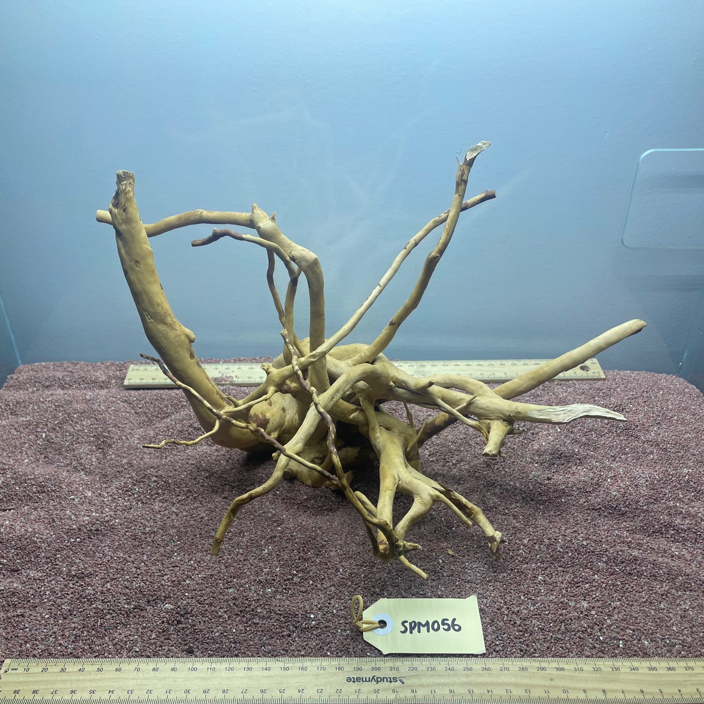 Spiderwood (Medium)