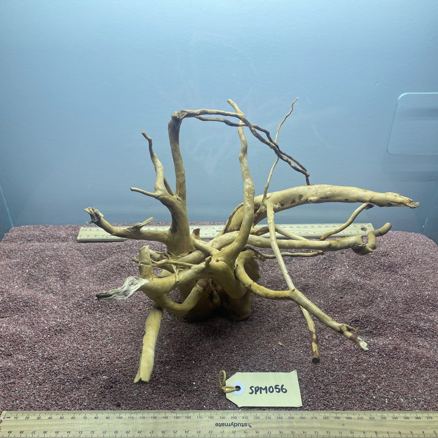 Spiderwood (Medium)