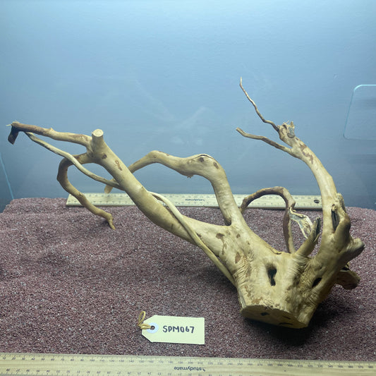 Spiderwood (Medium)