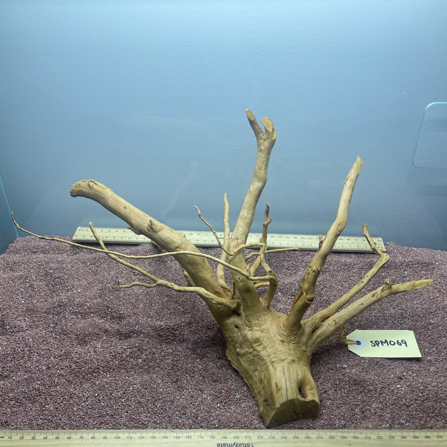 Spiderwood (Medium)