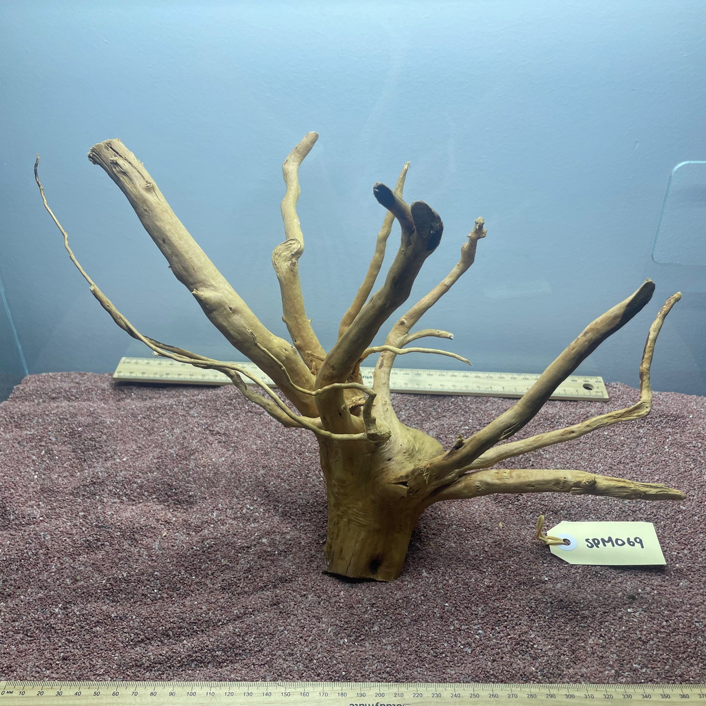 Spiderwood (Medium)