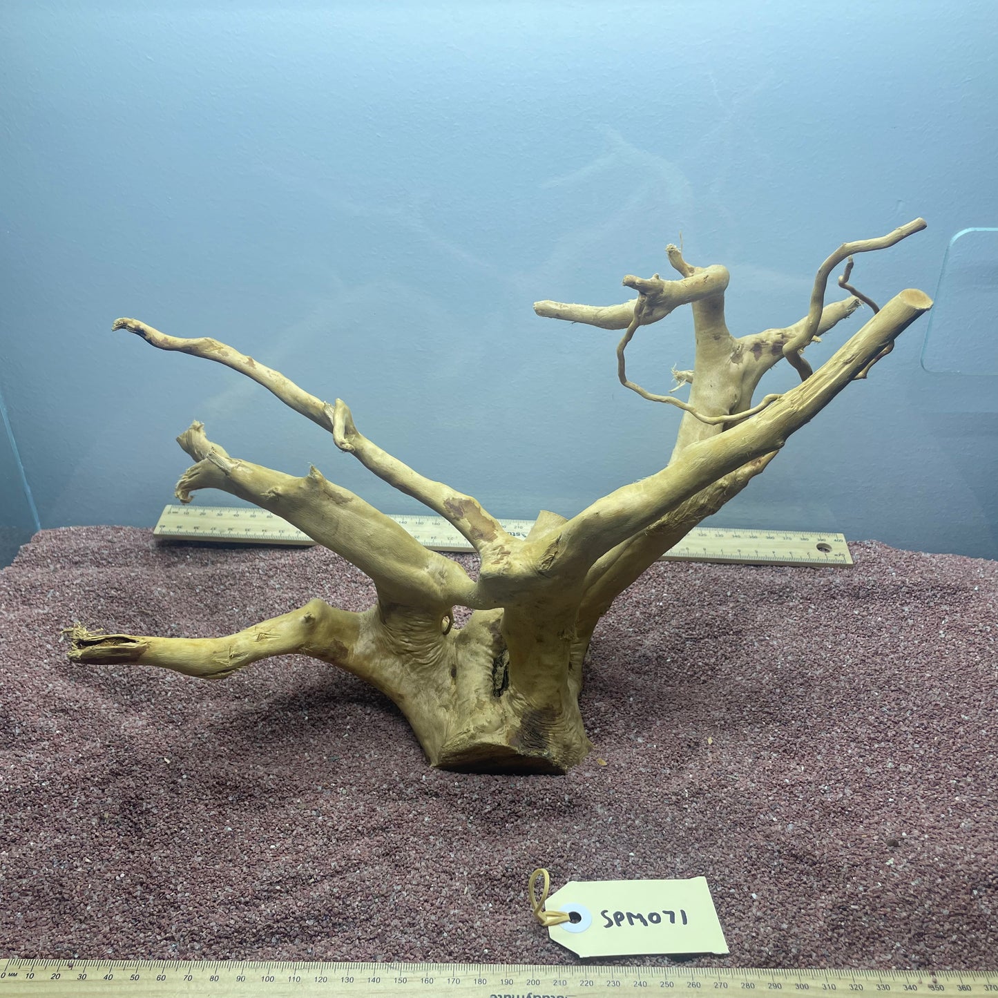 Spiderwood (Medium)
