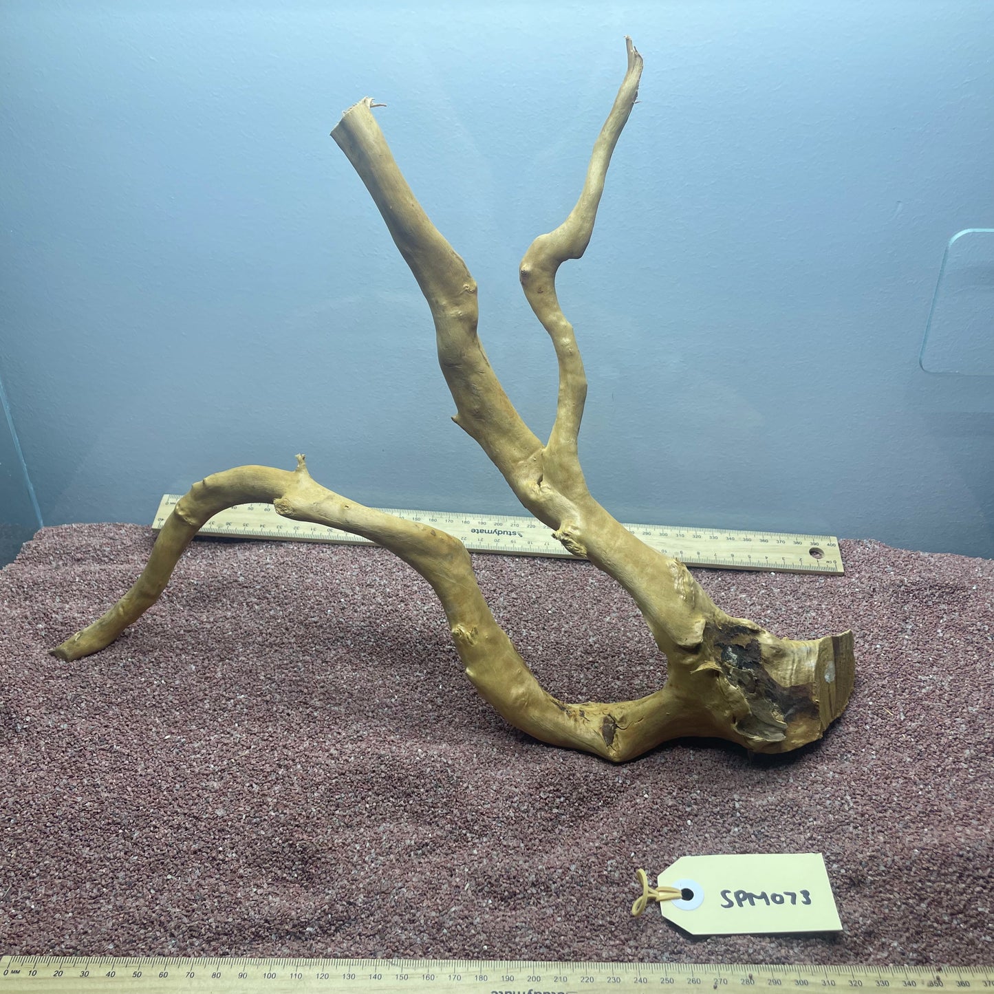Spiderwood (Medium)