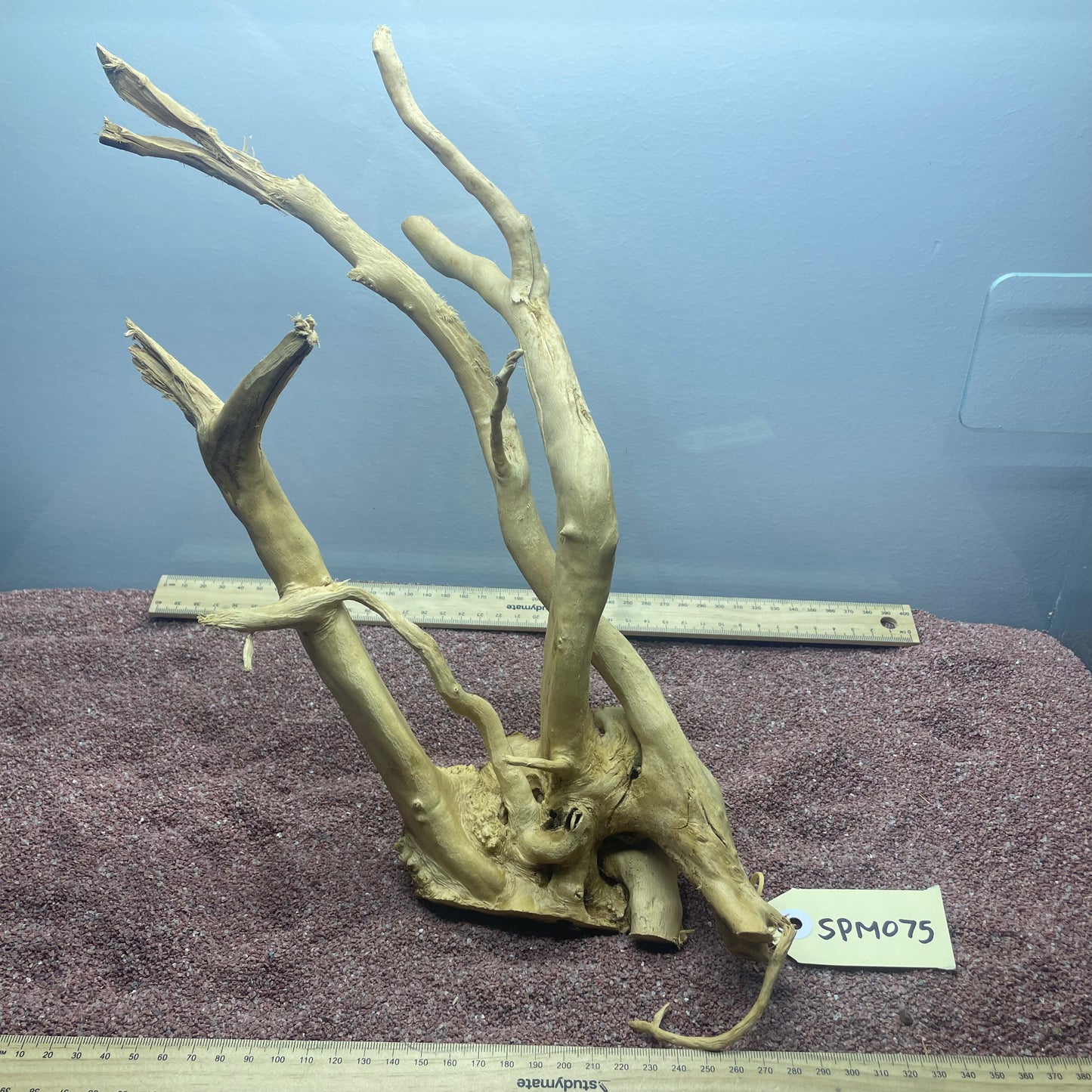 Spiderwood (Medium)