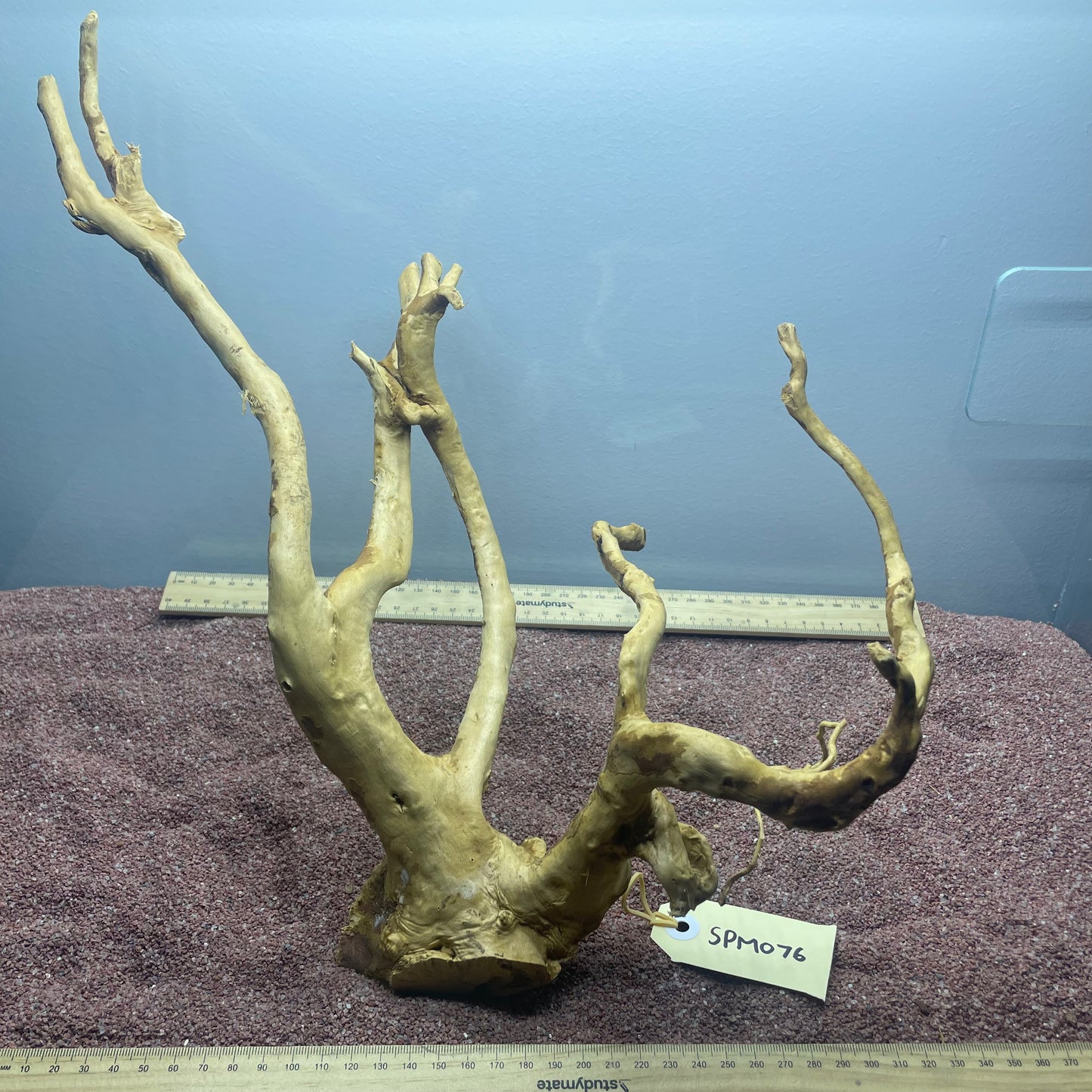 Spiderwood (Medium)