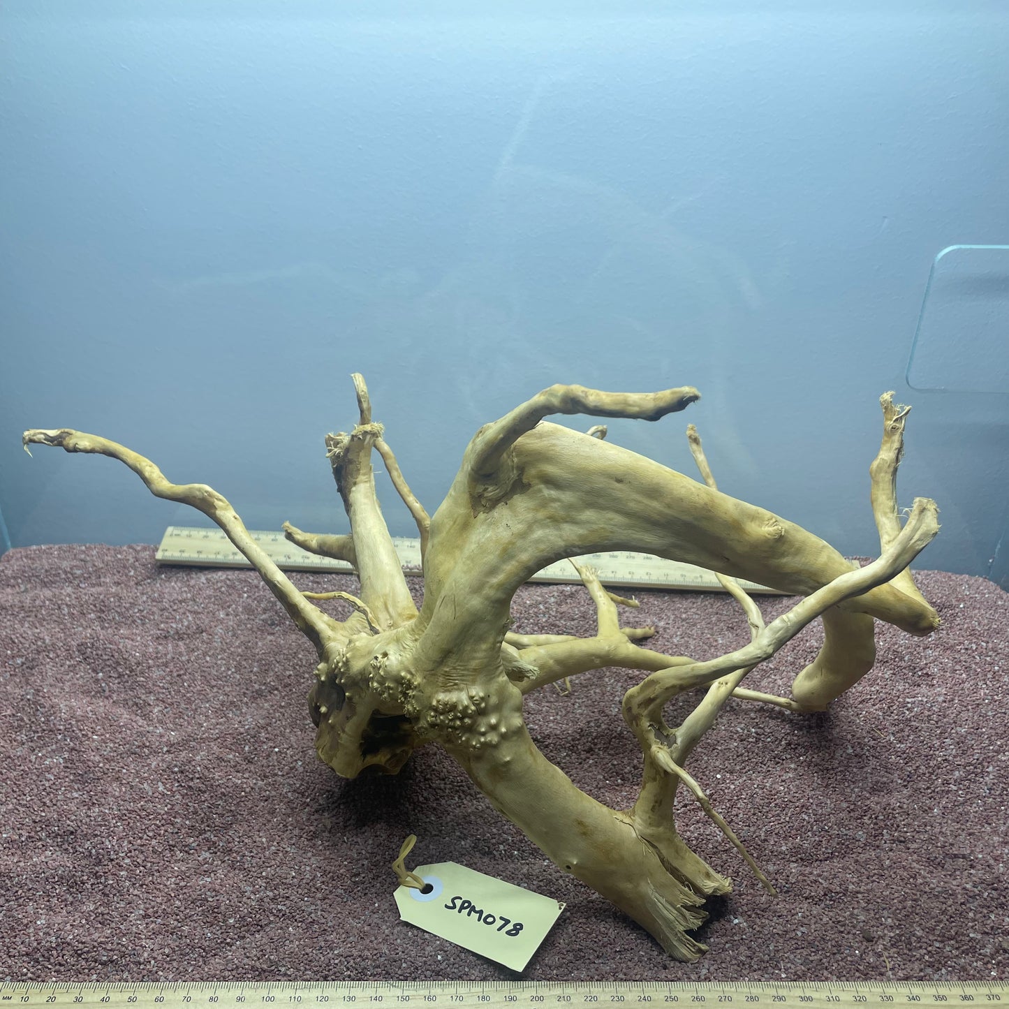 Spiderwood (Medium)