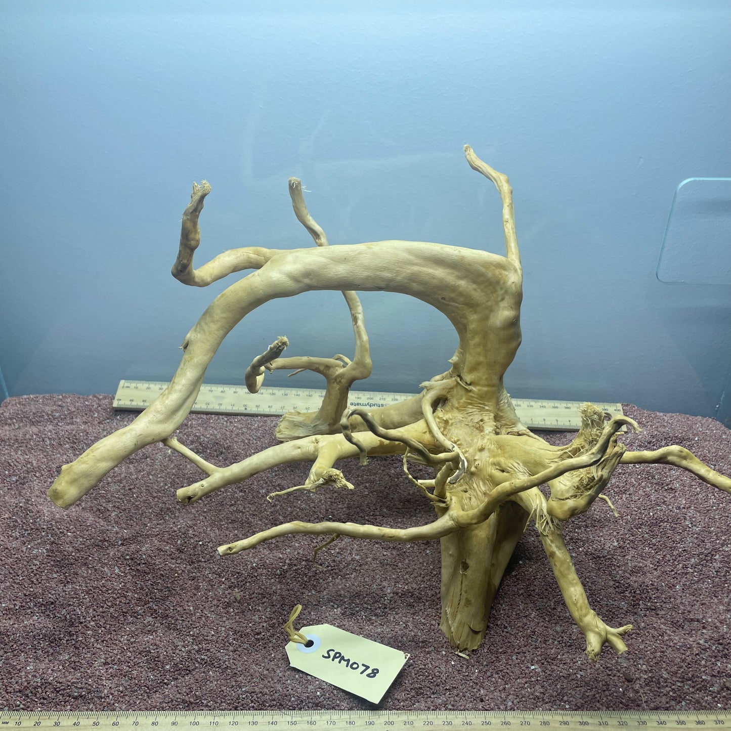 Spiderwood (Medium)