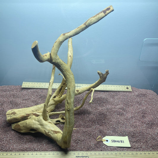 Spiderwood (Medium)