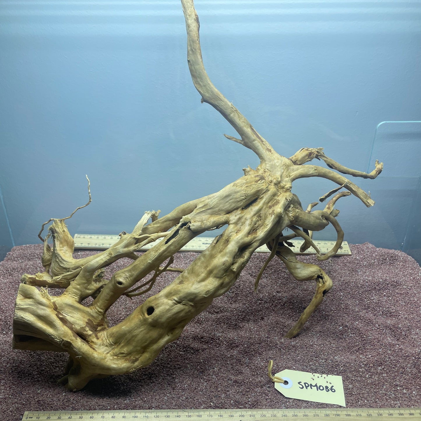 Spiderwood (Medium)