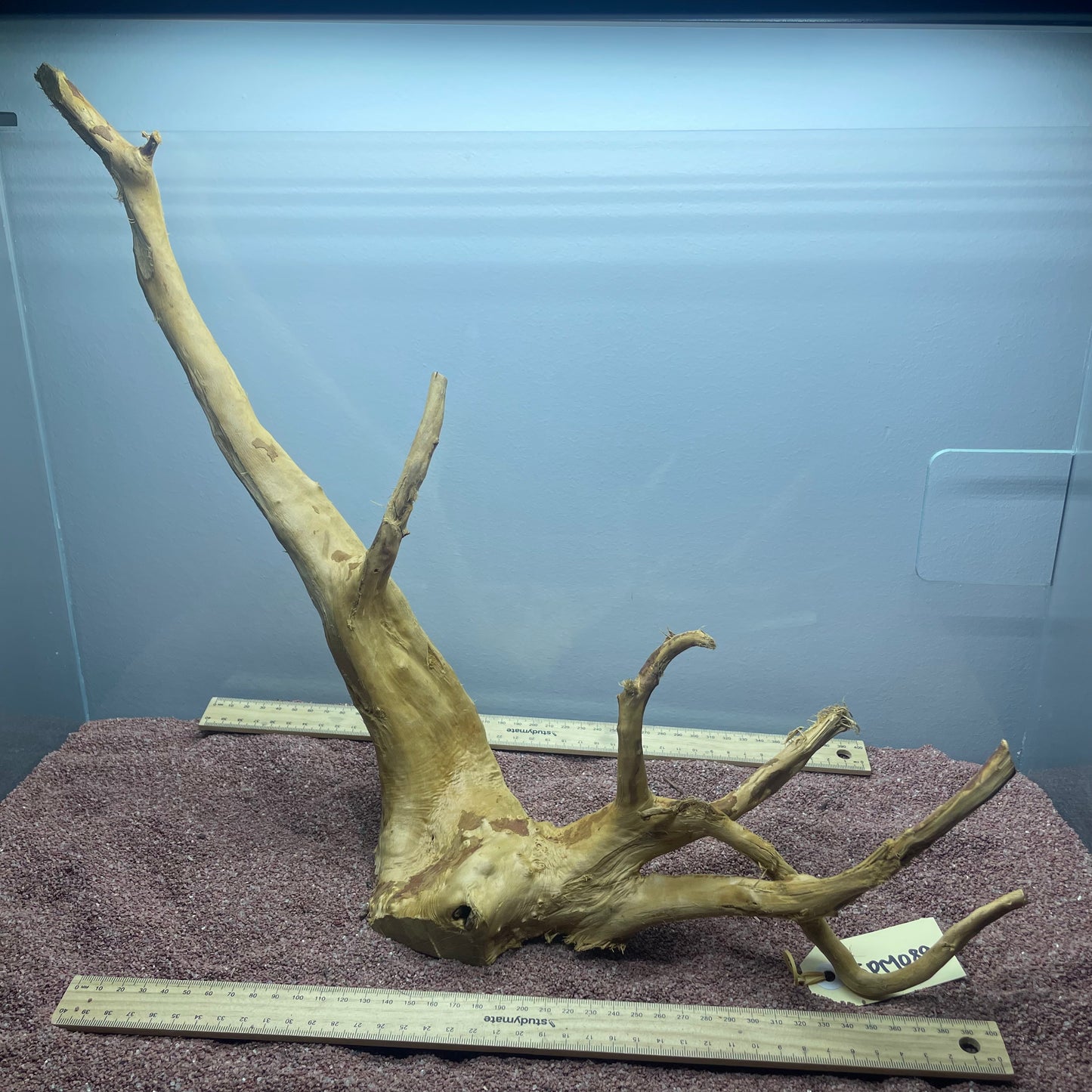 Spiderwood (Medium)