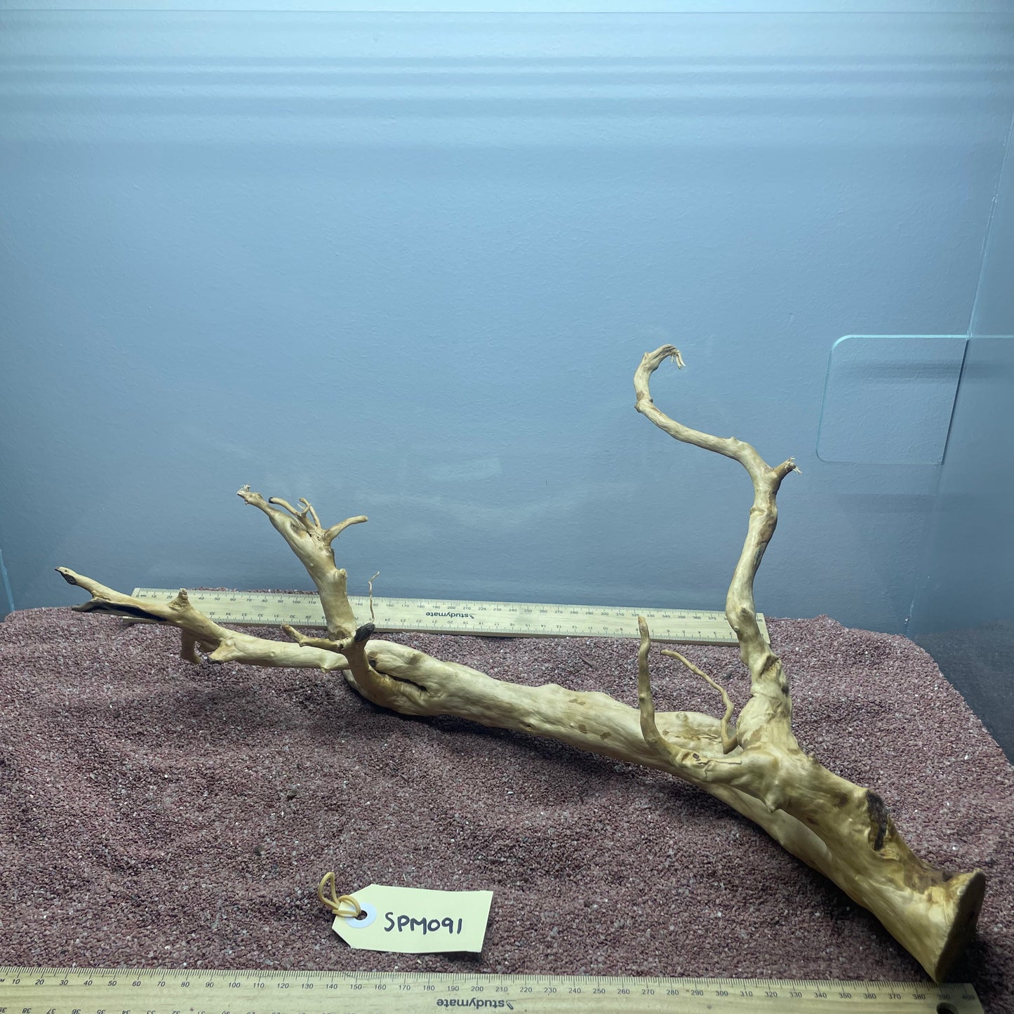 Spiderwood (Medium)