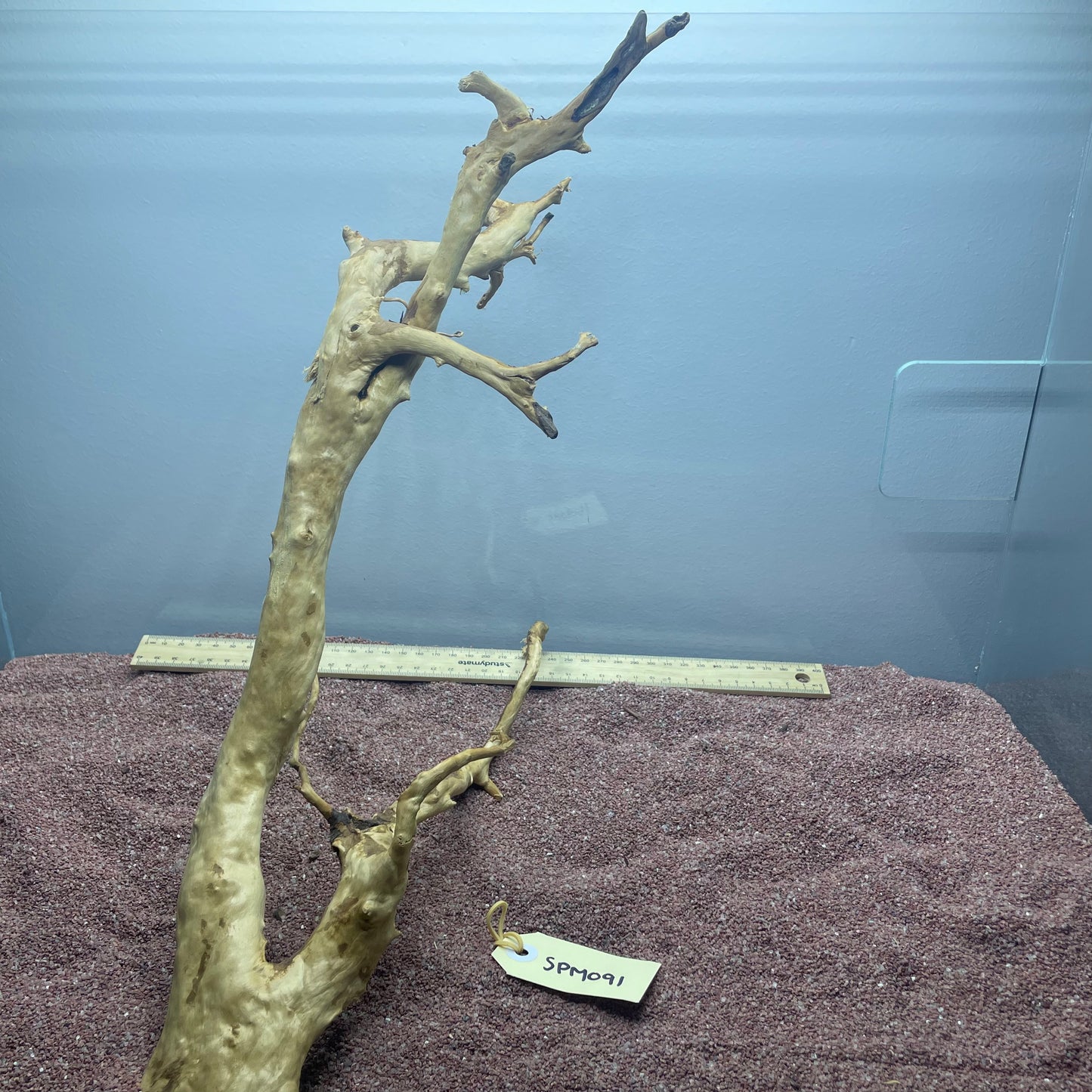 Spiderwood (Medium)