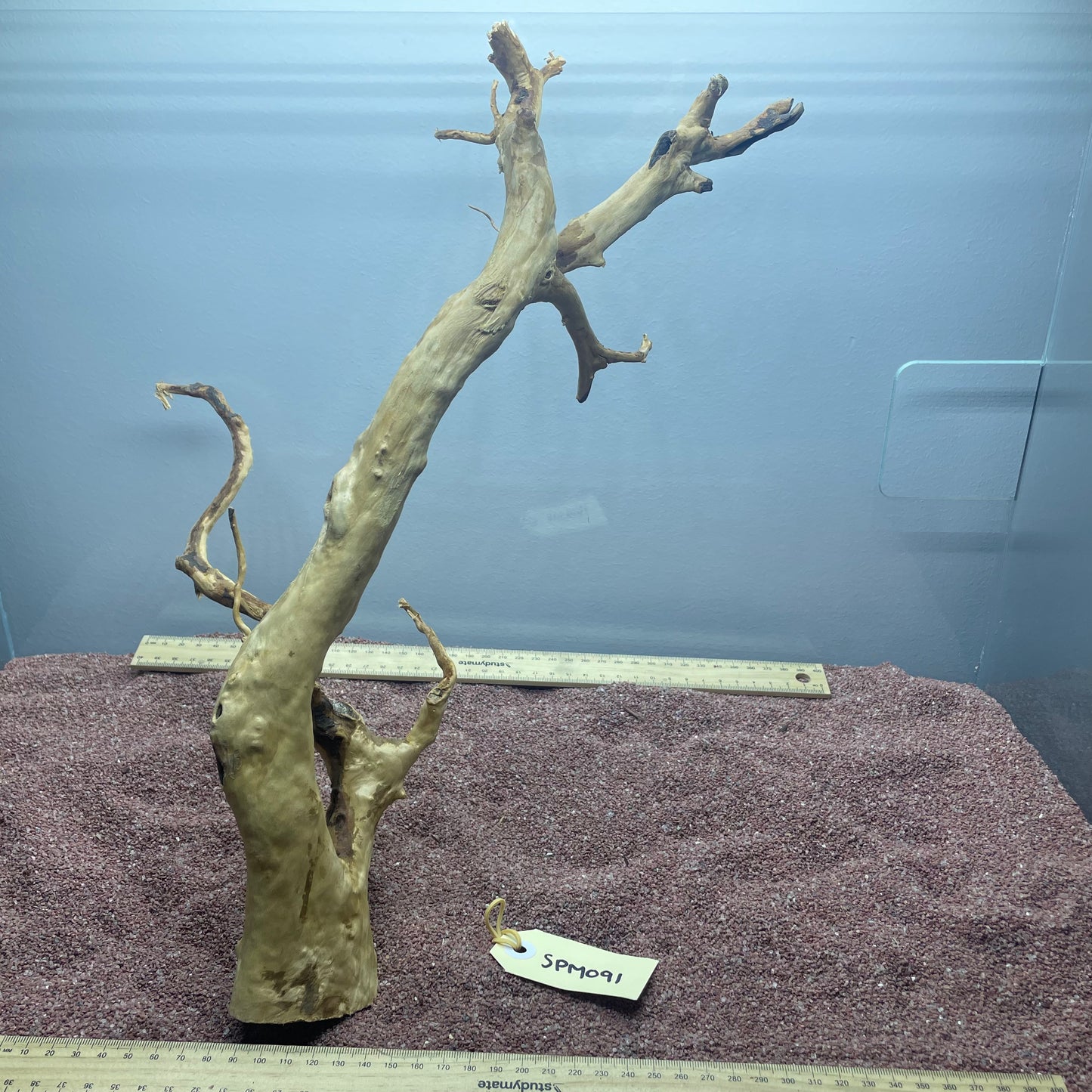 Spiderwood (Medium)