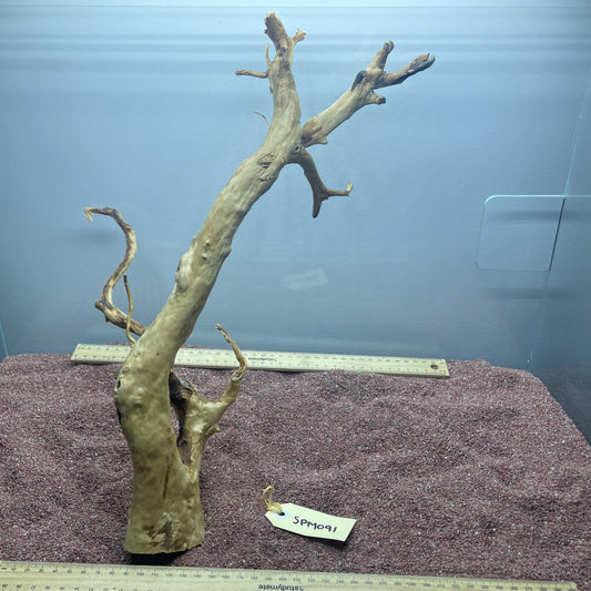 Spiderwood (Medium)