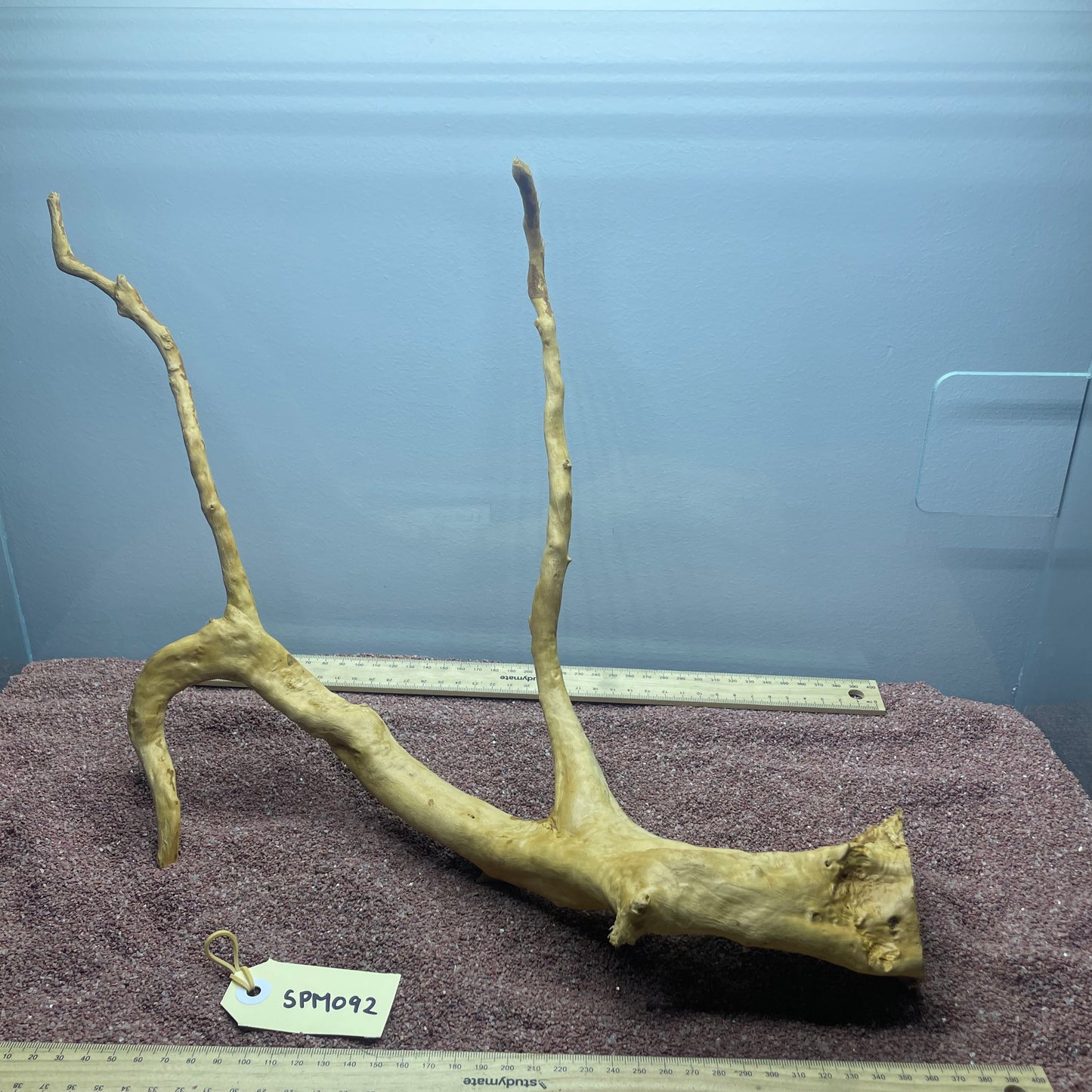 Spiderwood (Medium)