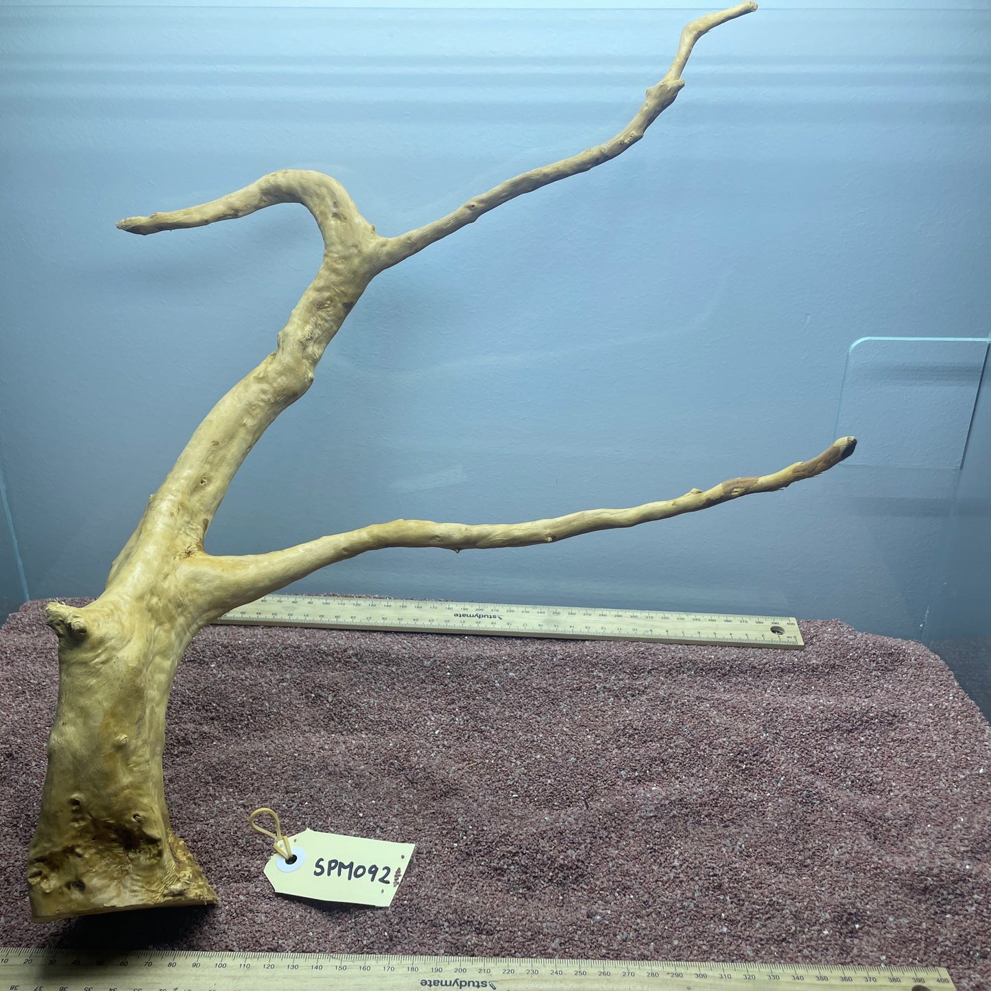 Spiderwood (Medium)