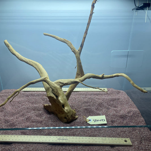 Spiderwood (Medium)