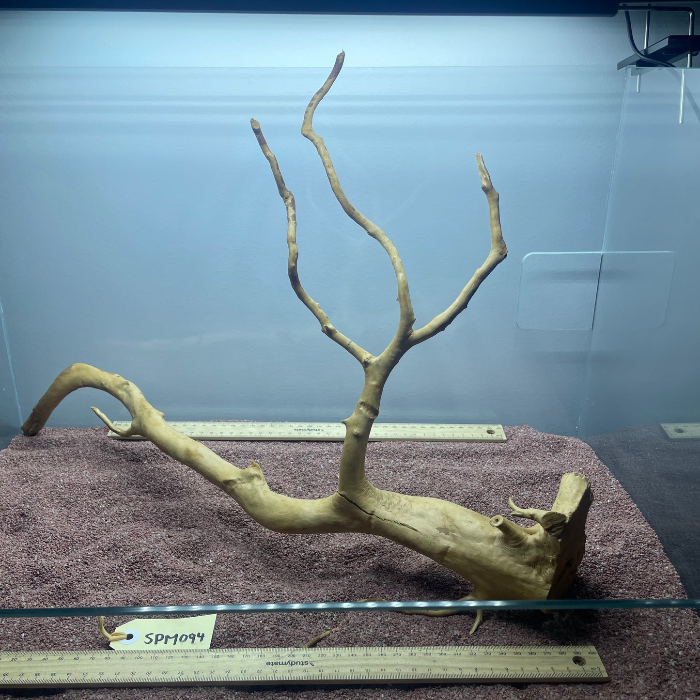 Spiderwood (Medium)