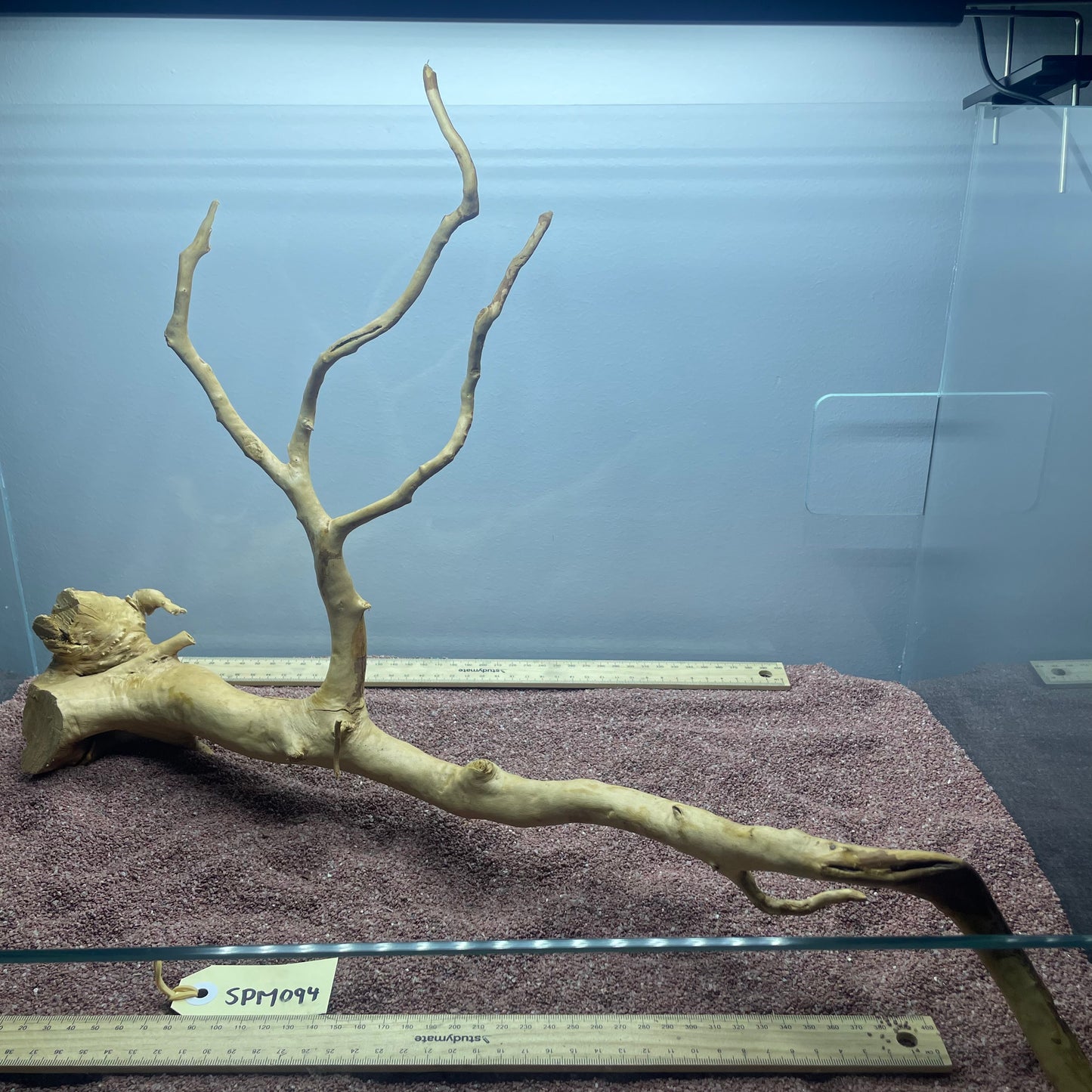 Spiderwood (Medium)