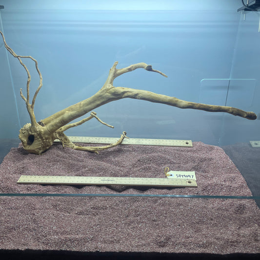 Spiderwood (Medium)