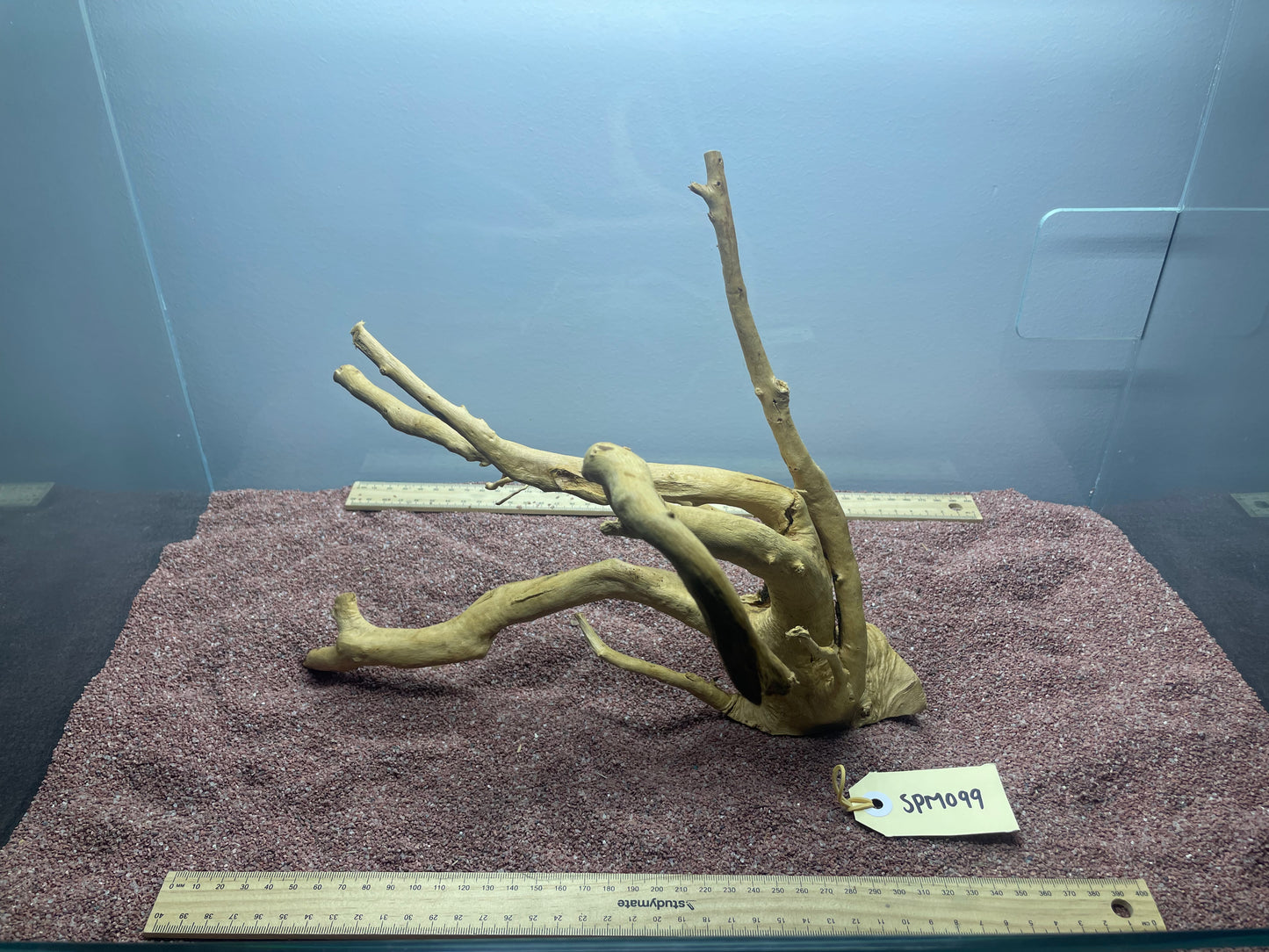 Spiderwood (Medium)