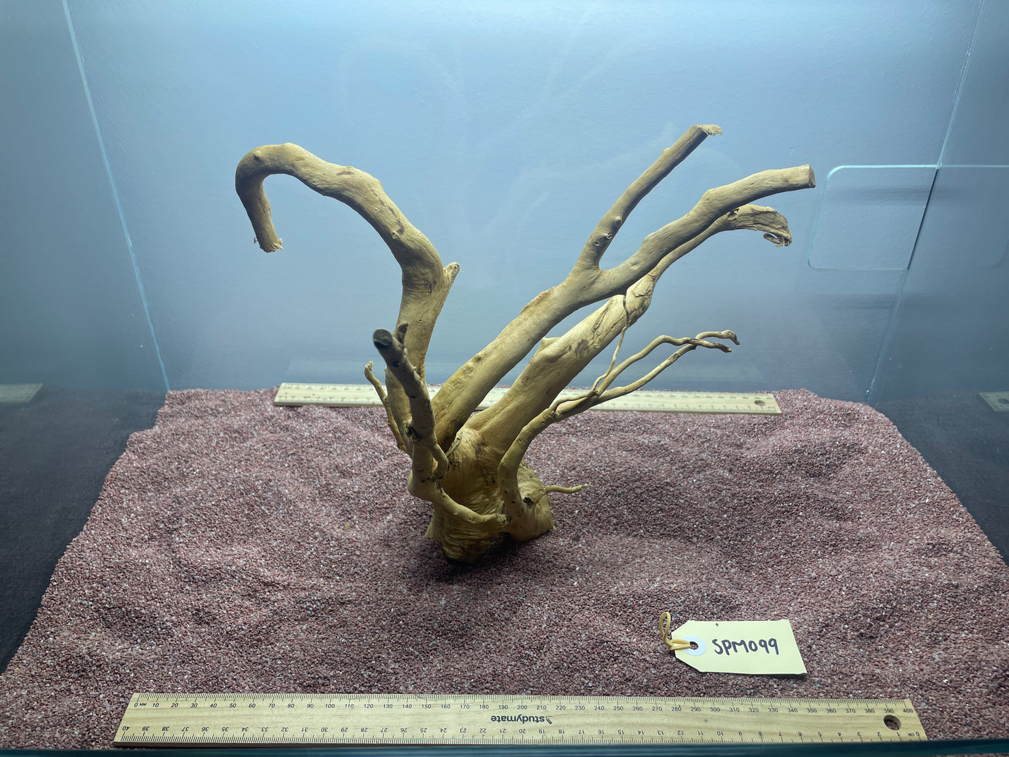 Spiderwood (Medium)