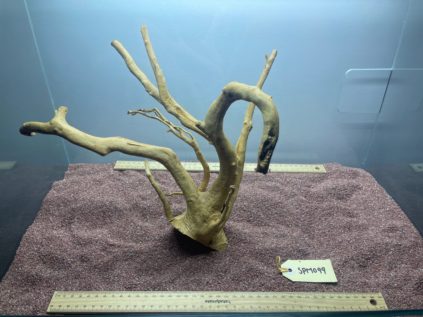 Spiderwood (Medium)