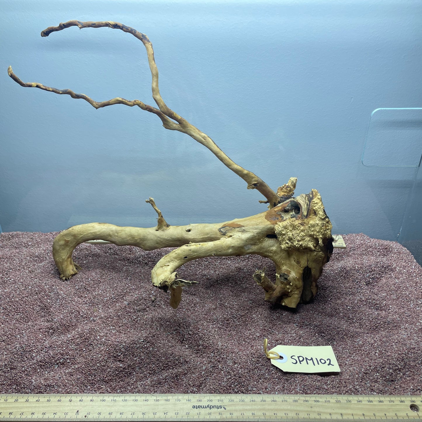 Spiderwood (Medium)