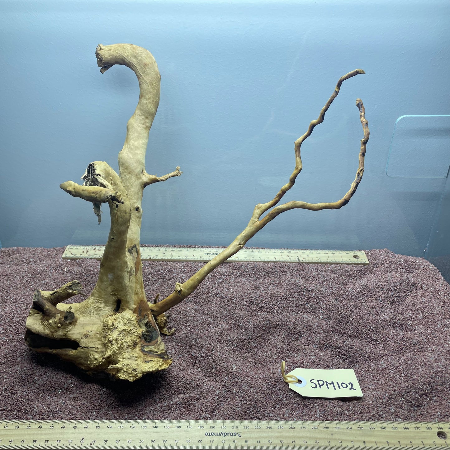 Spiderwood (Medium)