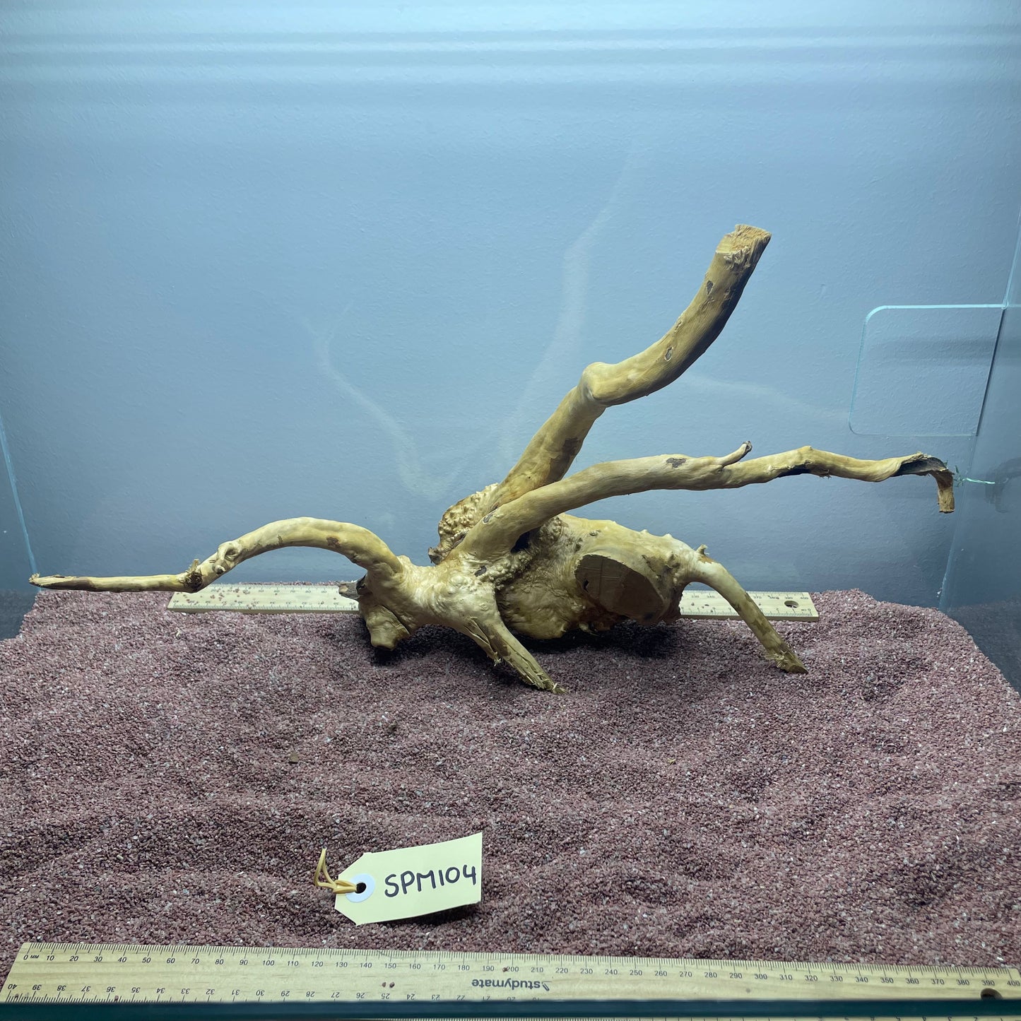 Spiderwood (Medium)