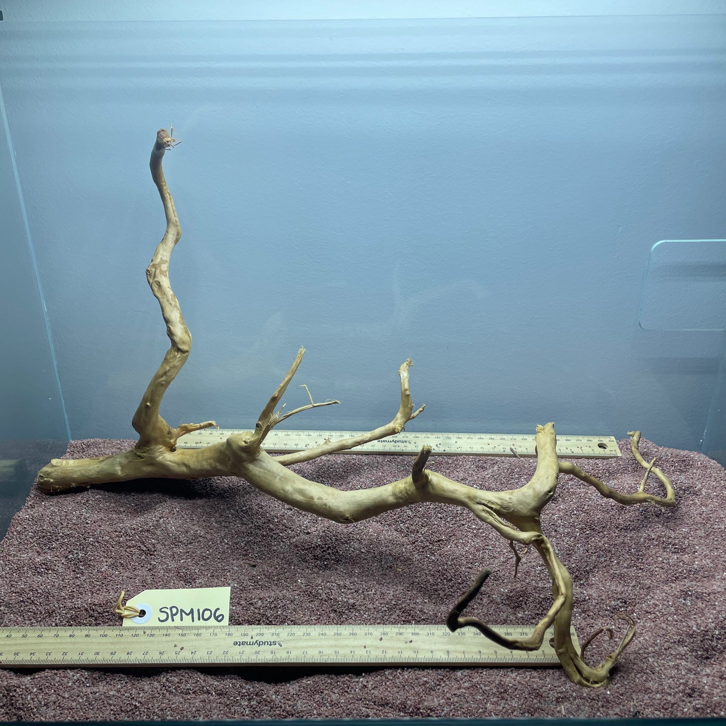 Spiderwood (Medium)