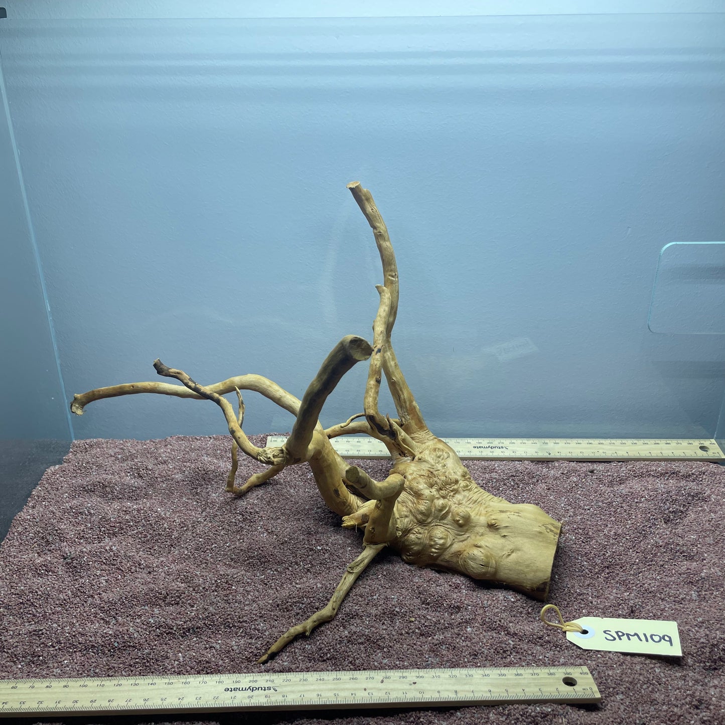 Spiderwood (Medium)