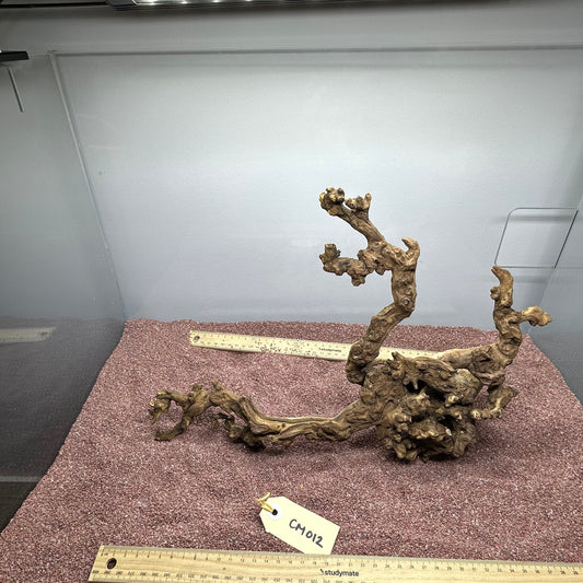 Coral Wood (Medium)