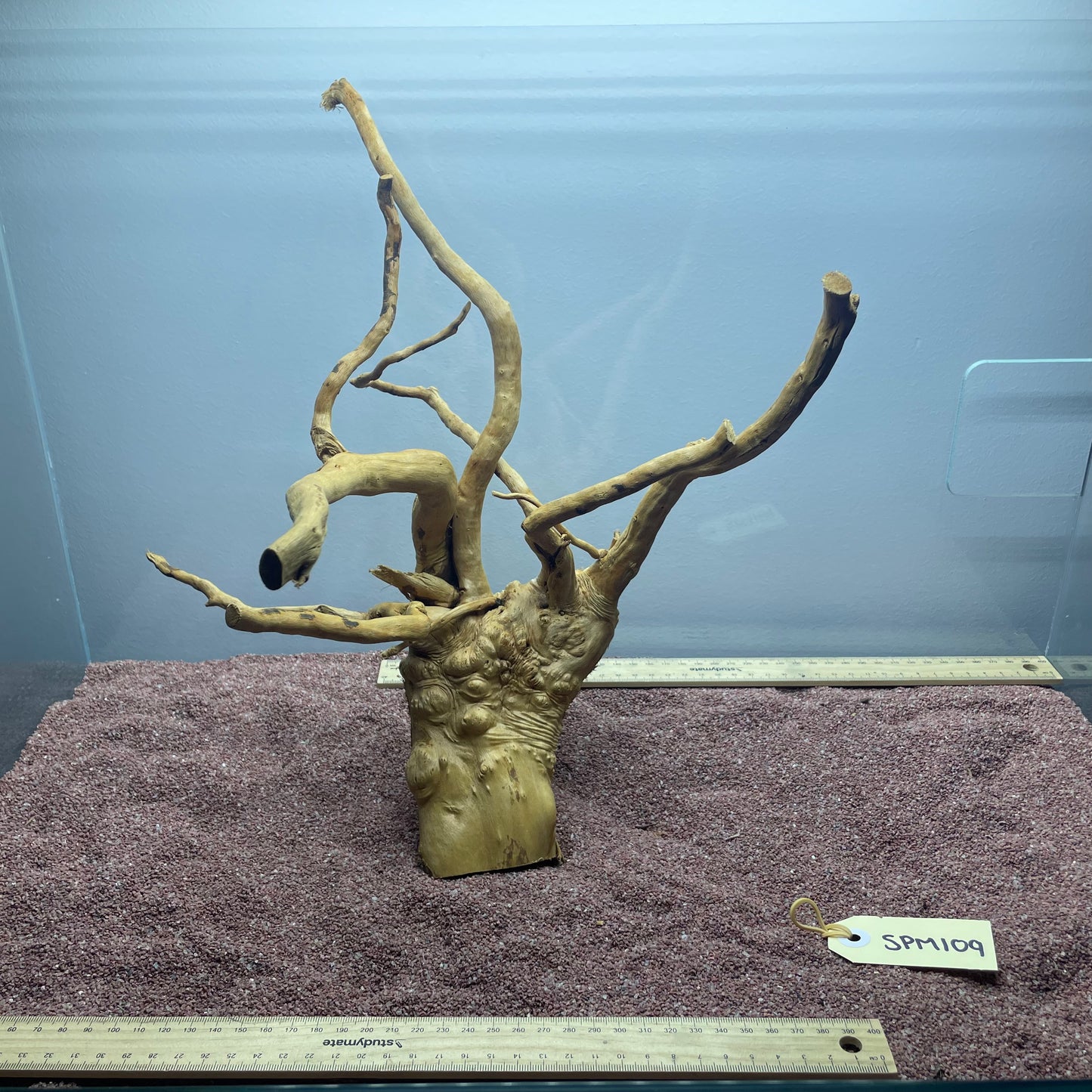 Spiderwood (Medium)