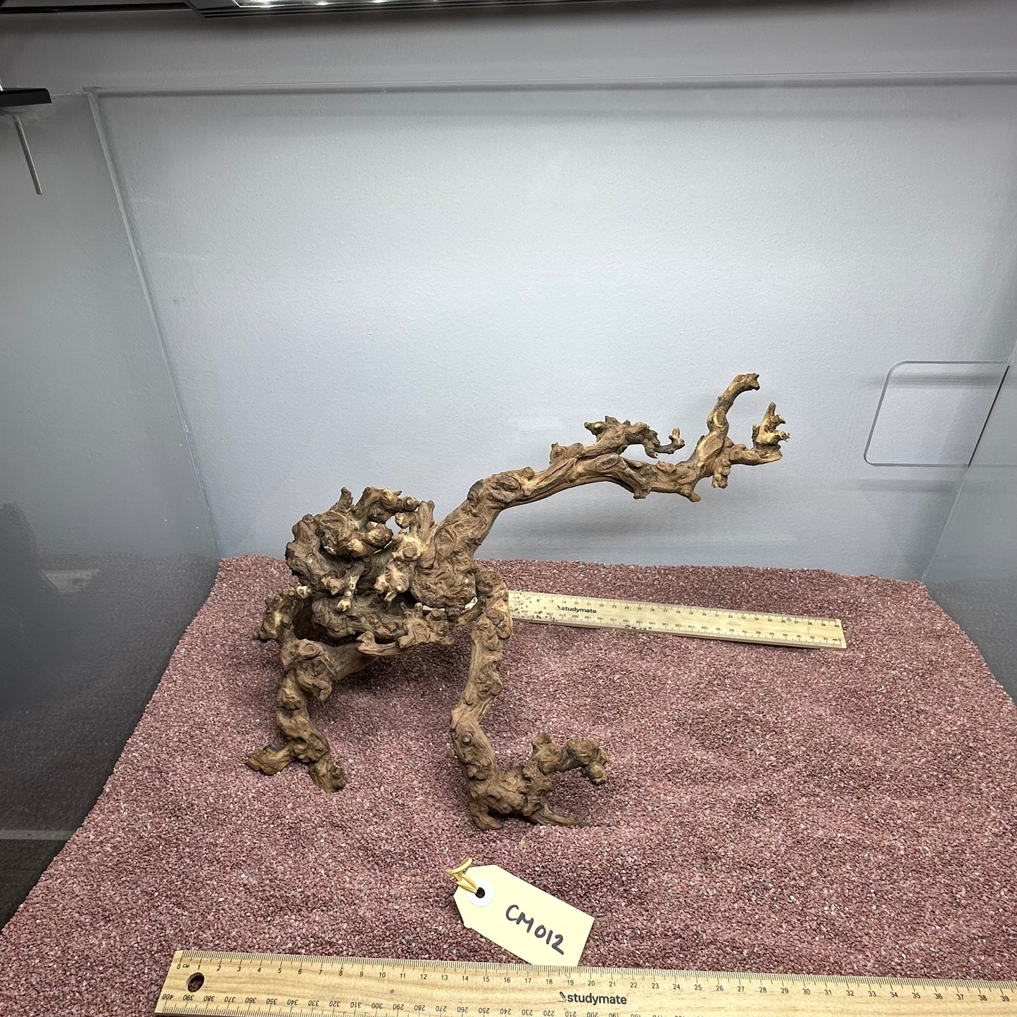 Coral Wood (Medium)