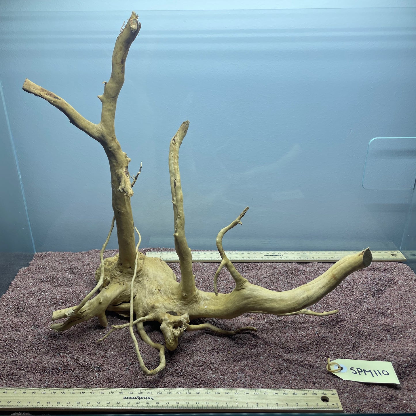 Spiderwood (Medium)