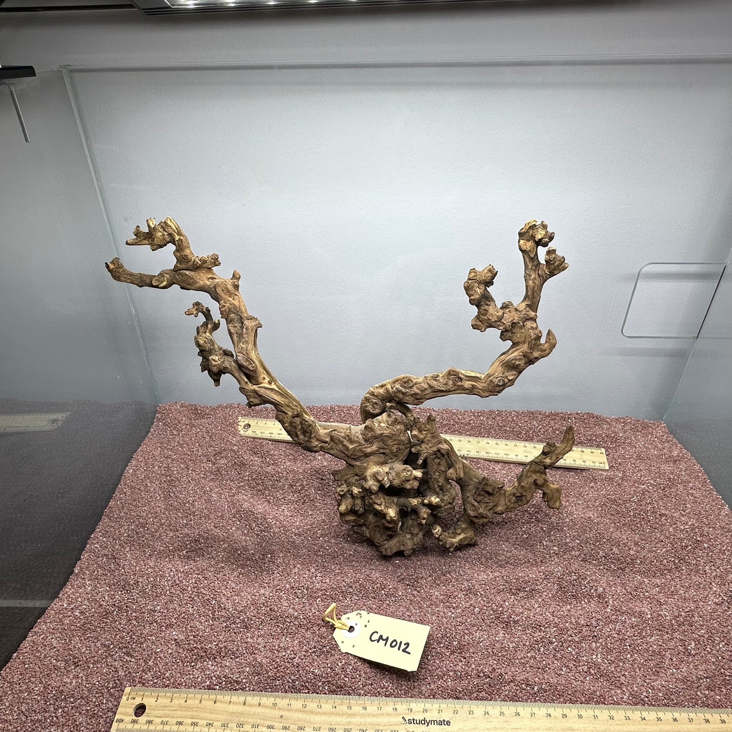 Coral Wood (Medium)