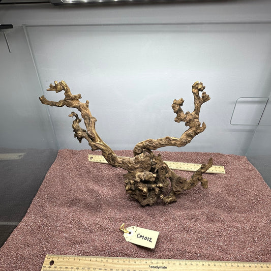 Coral Wood (Medium)