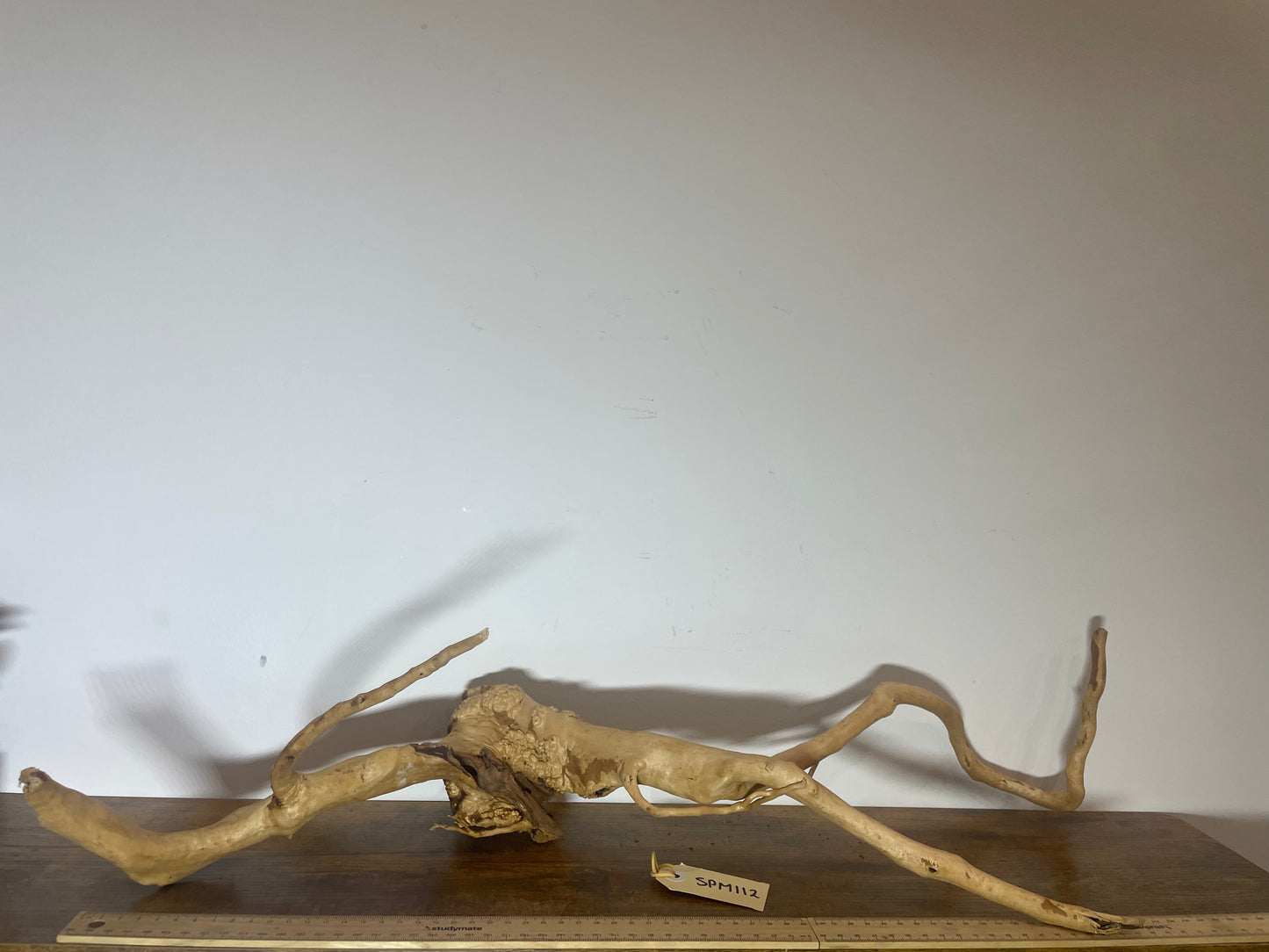 Spiderwood (Medium)