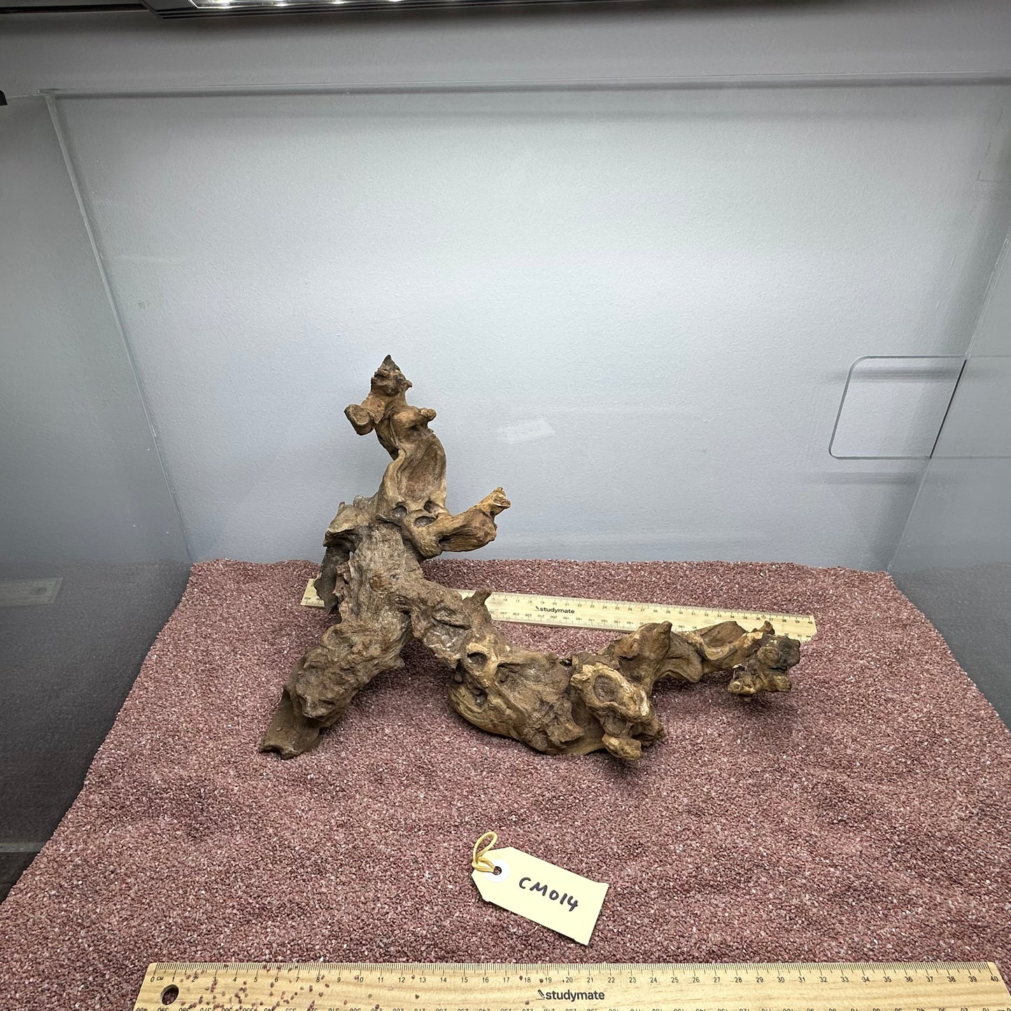 Coral Wood (Medium)