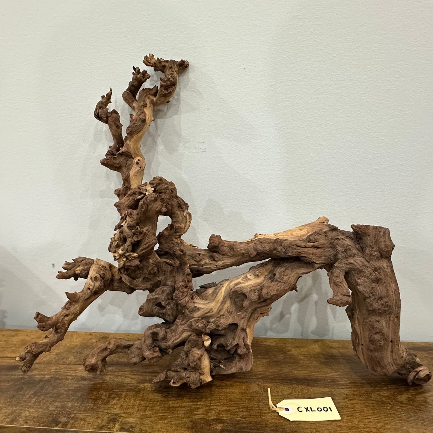 Coral Wood (X Large)