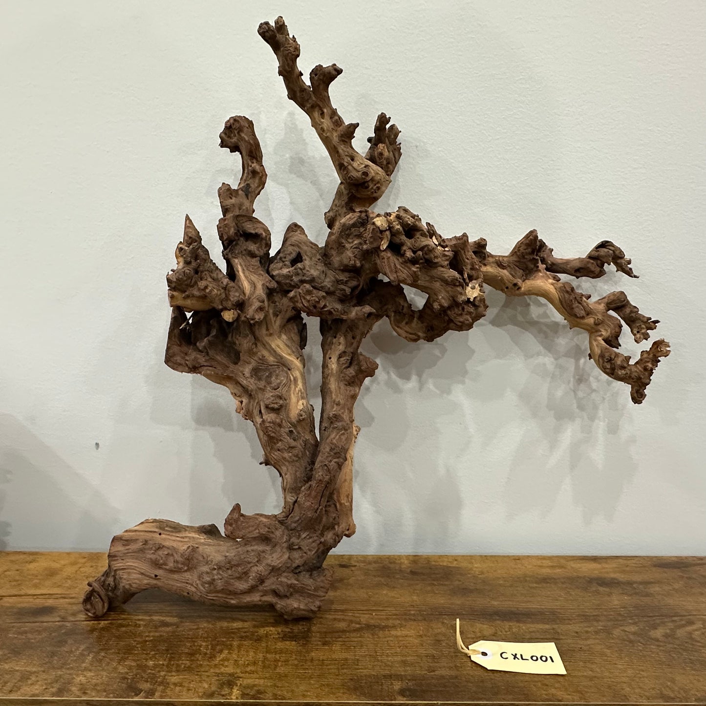 Coral Wood (X Large)