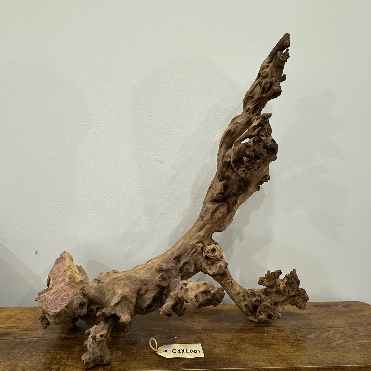 Coral Wood (XX Large)