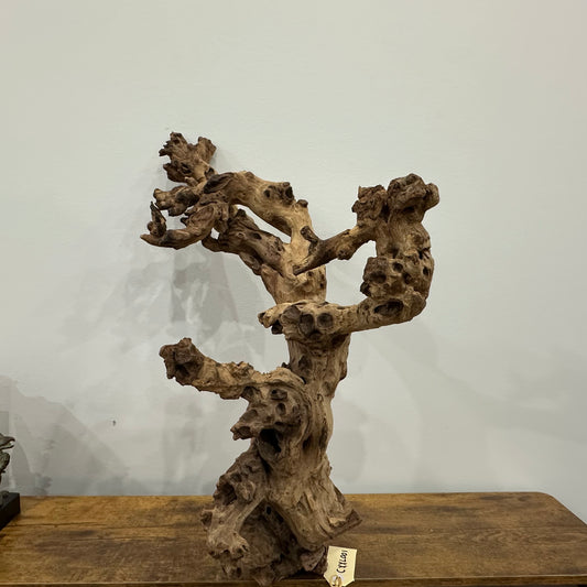 Coral Wood (XX Large)