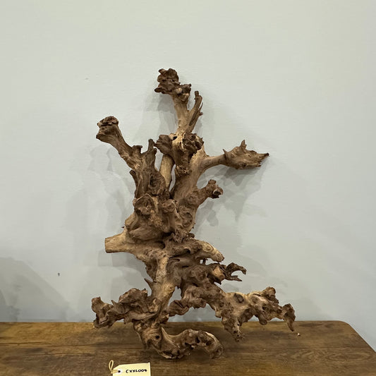 Coral Wood (XX Large)