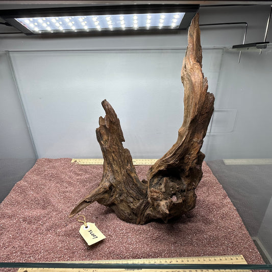 Driftwood (X Large)