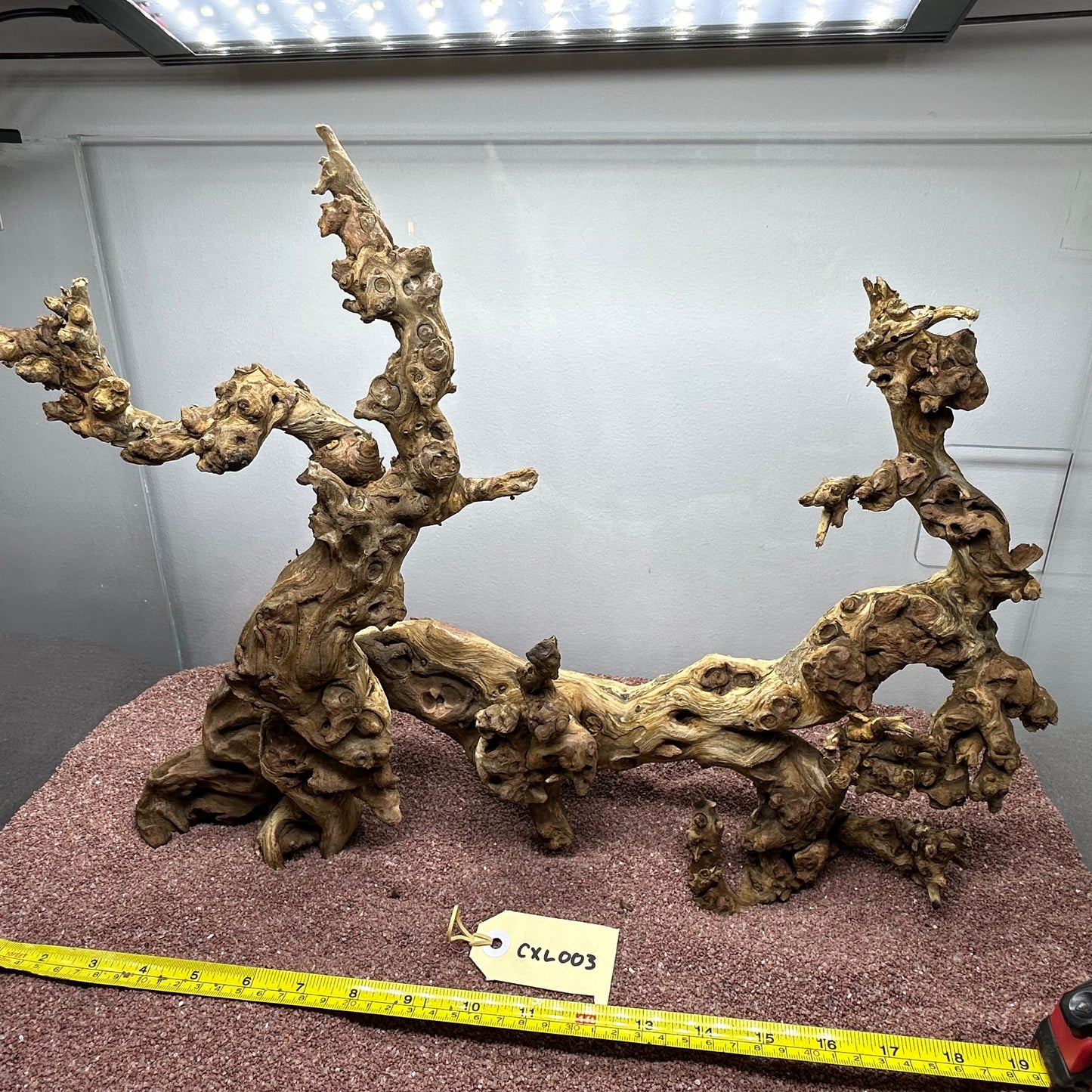 Coral Wood (X Large)
