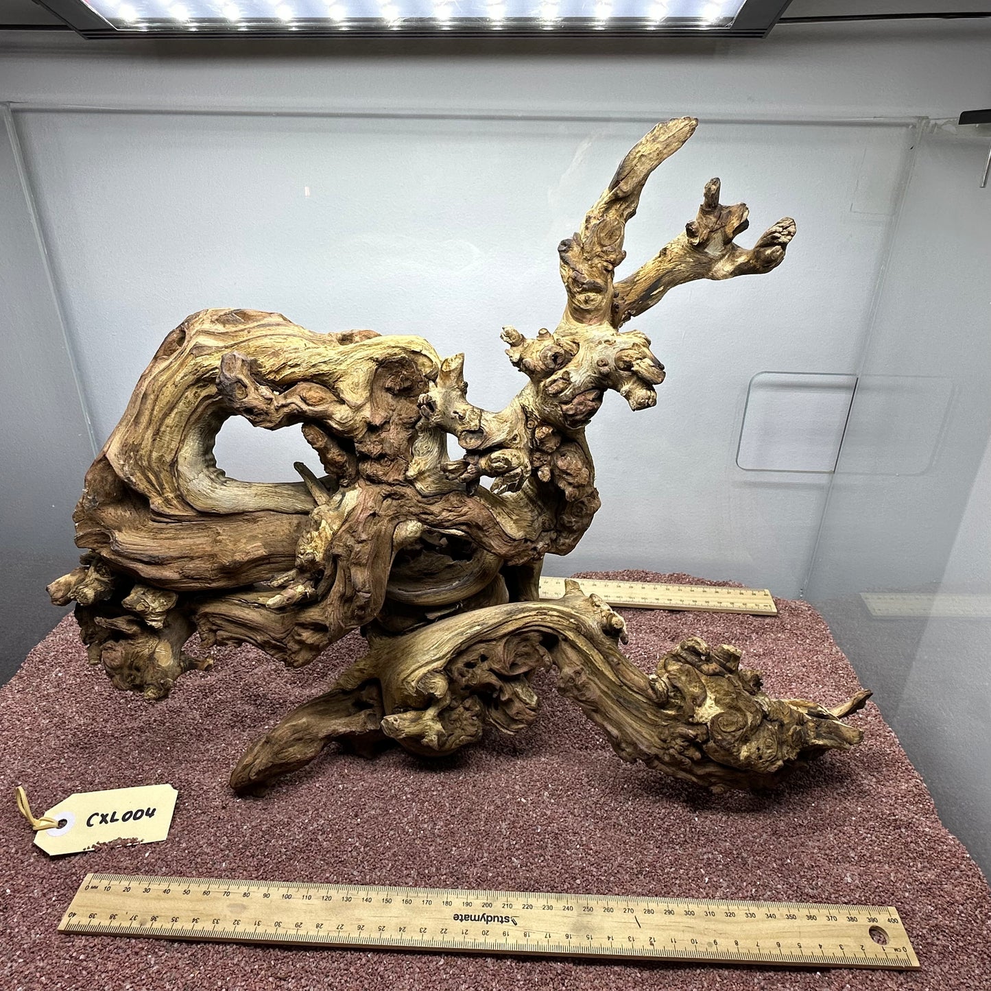 Coral Wood (X Large)