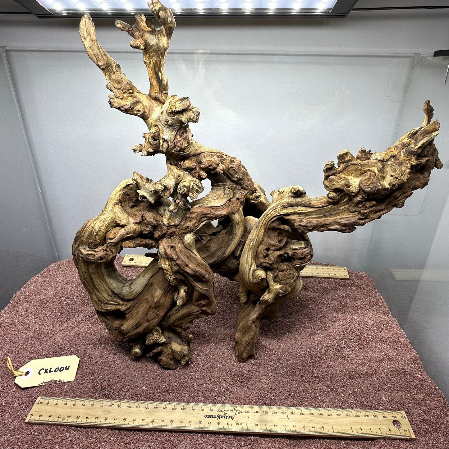 Coral Wood (X Large)