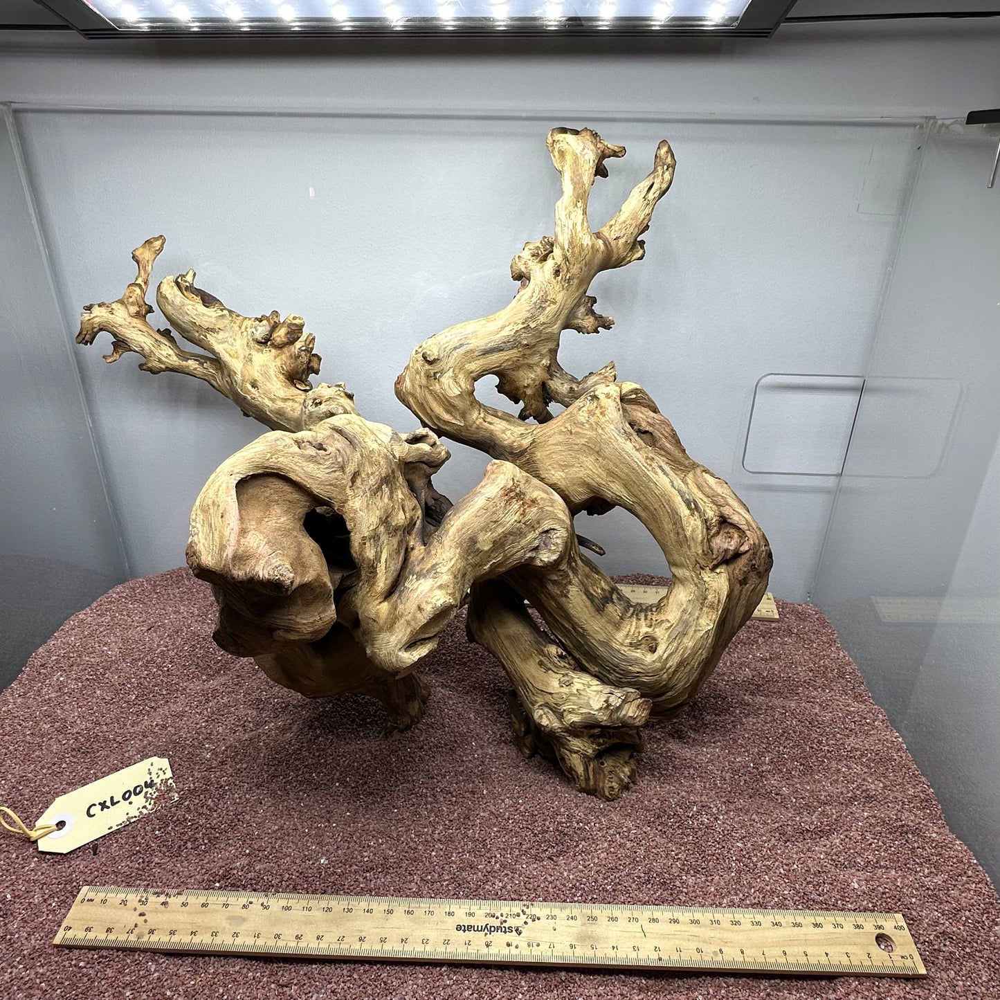 Coral Wood (X Large)